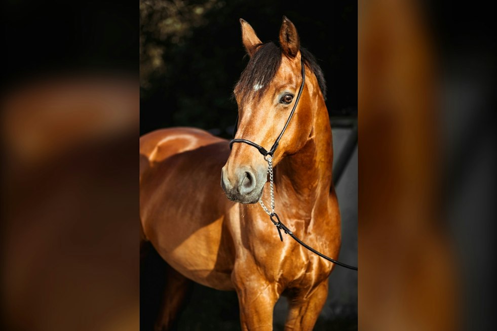 Arabian Horses Return to Las Vegas Strip With $1.5M-Plus on the Line