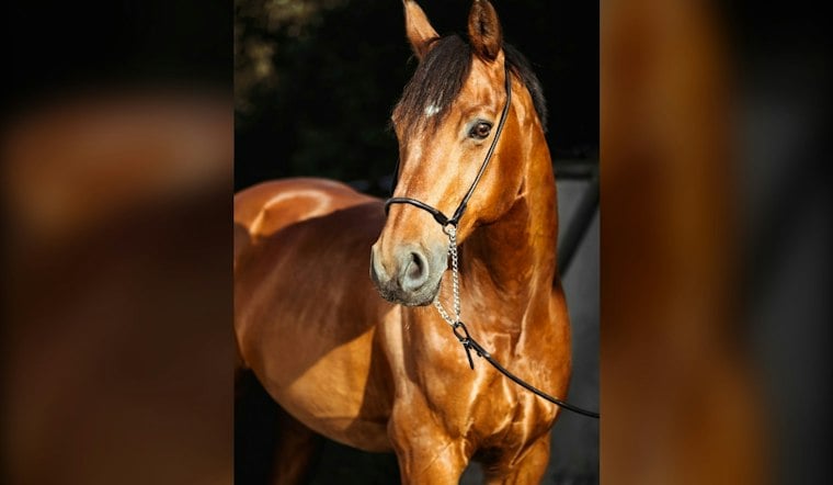 Arabian Horses Return to Las Vegas Strip With $1.5M-Plus on the Line