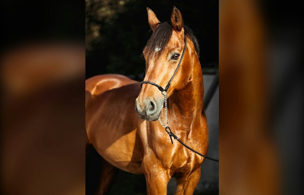 Arabian Horses Return to Las Vegas Strip With $1.5M-Plus on the Line