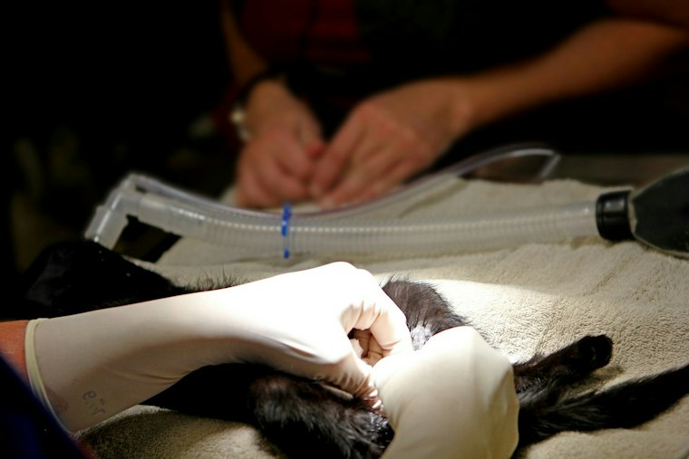 Arizona's Low-Cost Pet Surgery Chain Picks Denver for First Out-of-State Hospital