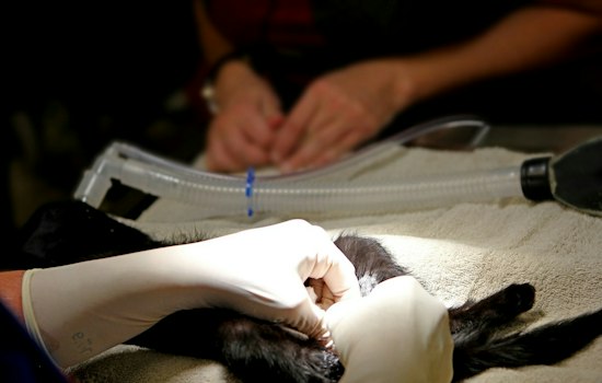 Arizona's Low-Cost Pet Surgery Chain Picks Denver for First Out-of-State Hospital