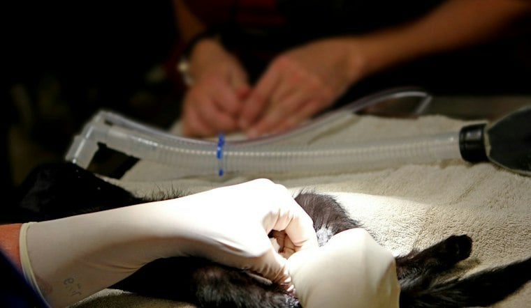 Arizona's Low-Cost Pet Surgery Chain Picks Denver for First Out-of-State Hospital