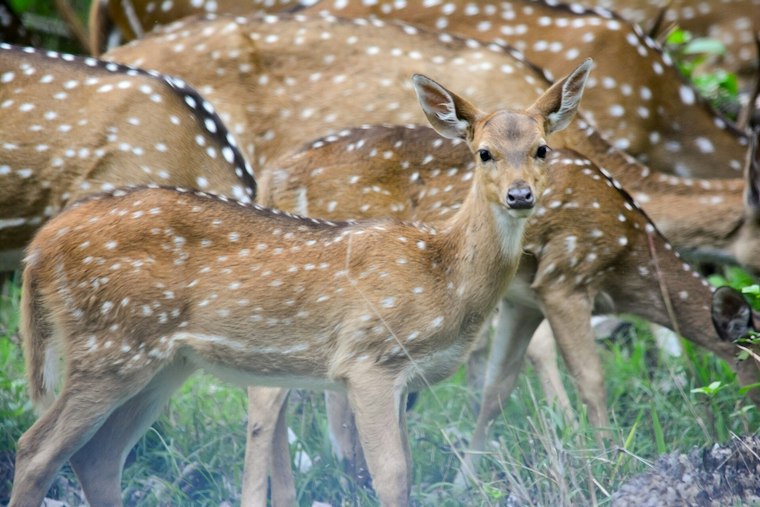 Axis Deer Are Quietly Devouring Maui and Hawaiʻi Island Ranchlands, Study Finds
