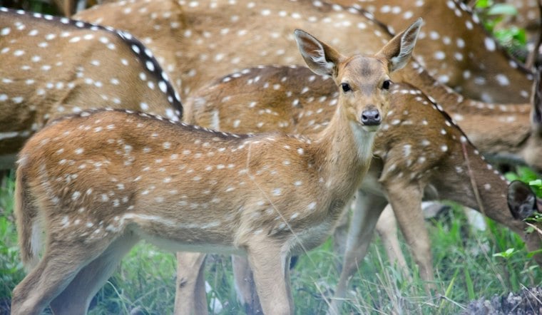Axis Deer Are Quietly Devouring Maui and Hawaiʻi Island Ranchlands, Study Finds