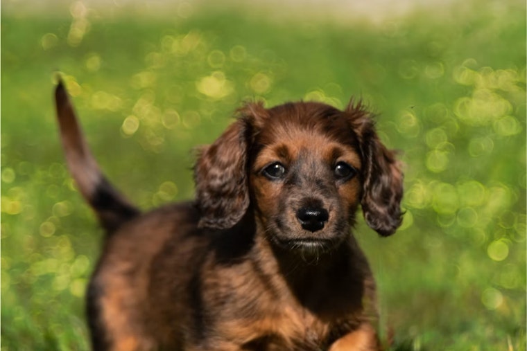 Azle's Sting Fling Returns Sept. 12 With Bubble Shows and a Wiener Dog Derby