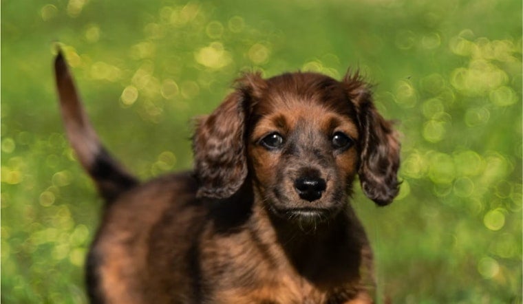 Azle's Sting Fling Returns Sept. 12 With Bubble Shows and a Wiener Dog Derby