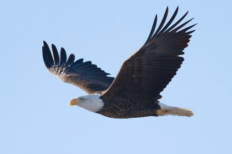 Bald Eagle Spotted Soaring Over the Bronx as Comeback Story Keeps Growing