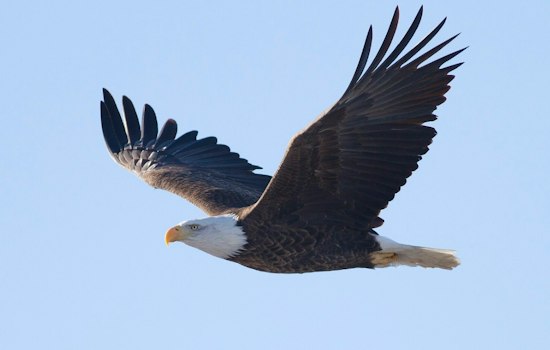 Bald Eagle Spotted Soaring Over the Bronx as Comeback Story Keeps Growing