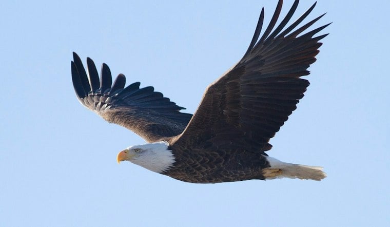 Bald Eagle Spotted Soaring Over the Bronx as Comeback Story Keeps Growing
