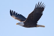 Bald Eagle Spotted In The Bronx This Week Bald Eagle Spotted In The Bronx This Week