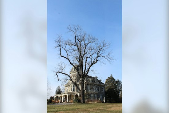 Baltimore Picks the Tuliptree as Its First New City Tree in 50 Years