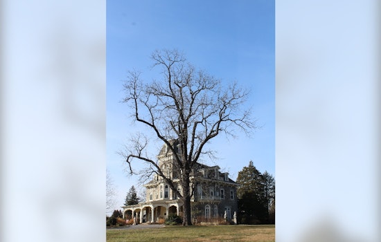 Baltimore Picks the Tuliptree as Its First New City Tree in 50 Years