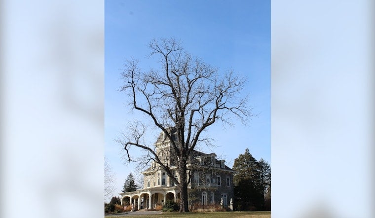 Baltimore Picks the Tuliptree as Its First New City Tree in 50 Years