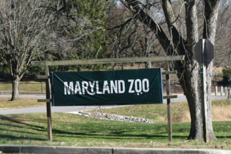 Baltimore Zoo Debuts 180-Pound Duiker, Plans Future Yard Sharing With Okapi
