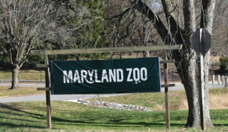 Baltimore Zoo Debuts 180-Pound Duiker, Plans Future Yard Sharing With Okapi