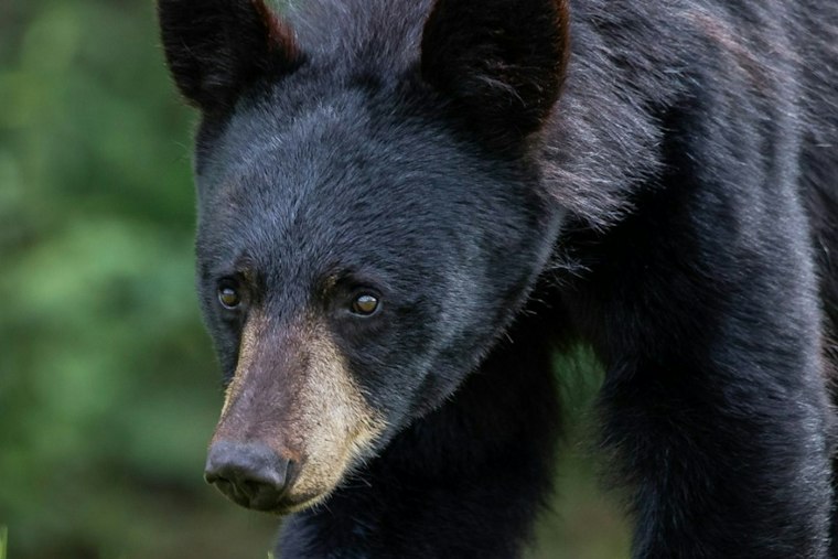 Bear Wanders Into Fraser Arcade Bar as Officer Yells, Chases It Through Town