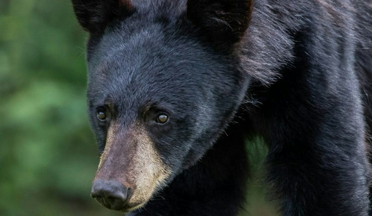 Bear Wanders Into Fraser Arcade Bar as Officer Yells, Chases It Through Town