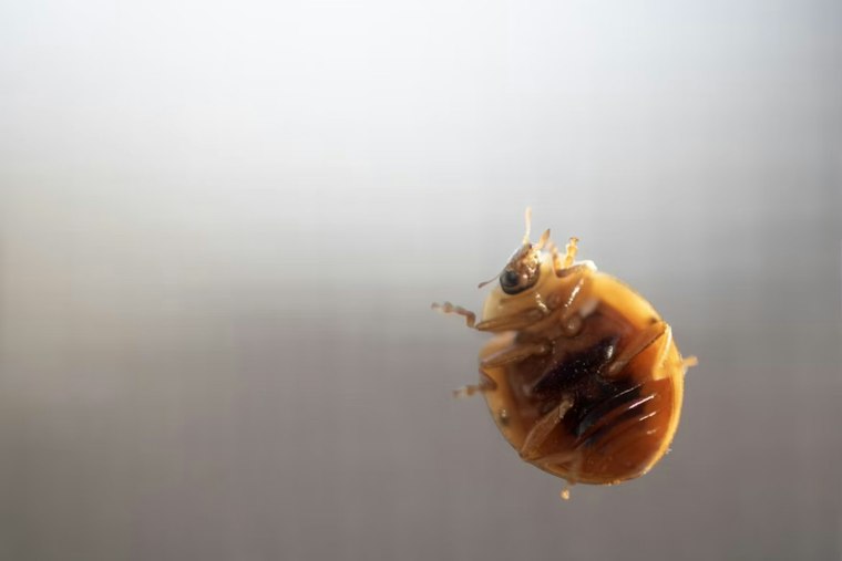 Bed Bugs Plague Harper Woods Senior High-Rise, Families Say Months Later