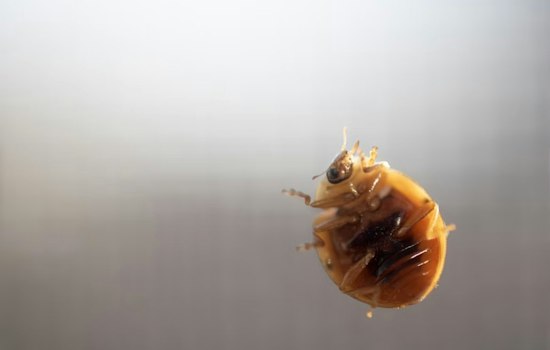 Bed Bugs Plague Harper Woods Senior High-Rise, Families Say Months Later