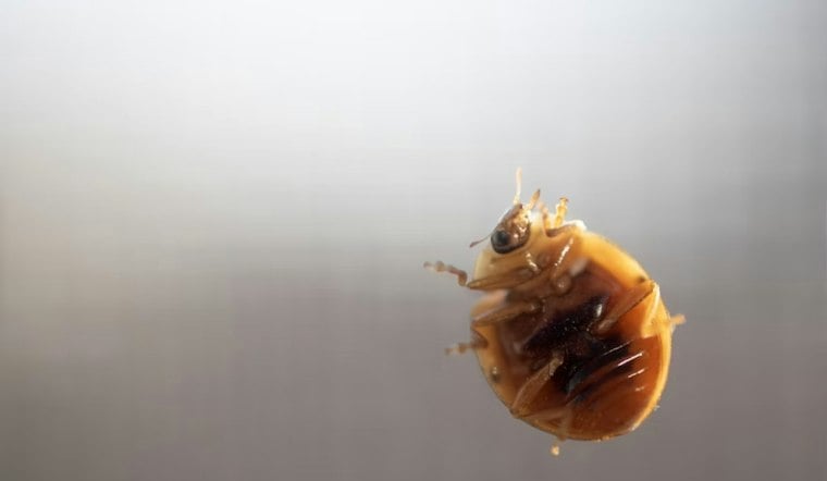 Bed Bugs Plague Harper Woods Senior High-Rise, Families Say Months Later