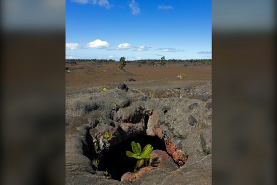 Bishop Museum's New Exhibit Reveals Cave Life in Hawaiʻi Island Lava Tubes