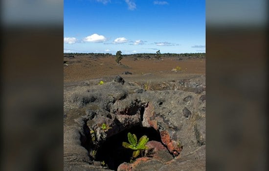 Bishop Museum's New Exhibit Reveals Cave Life in Hawaiʻi Island Lava Tubes