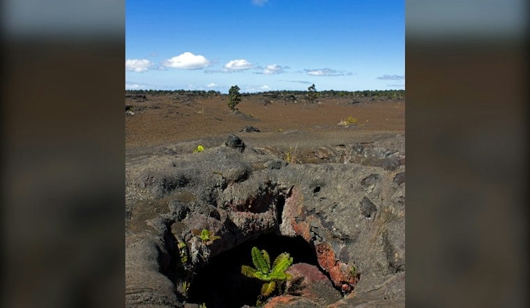 Bishop Museum's New Exhibit Reveals Cave Life in Hawaiʻi Island Lava Tubes
