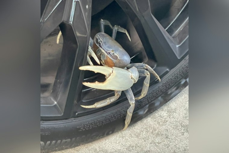 Blue Land Crabs Multiply Along NC's Crystal Coast, Baffling Wildlife Officials