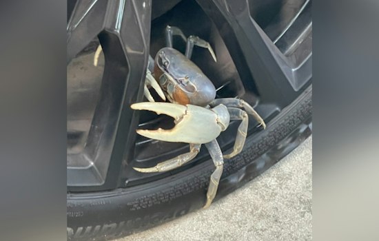 Blue Land Crabs Multiply Along NC's Crystal Coast, Baffling Wildlife Officials