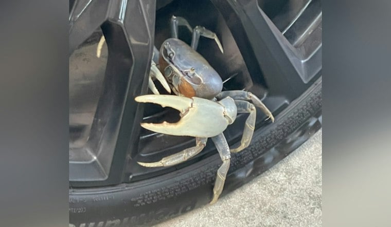 Blue Land Crabs Multiply Along NC's Crystal Coast, Baffling Wildlife Officials