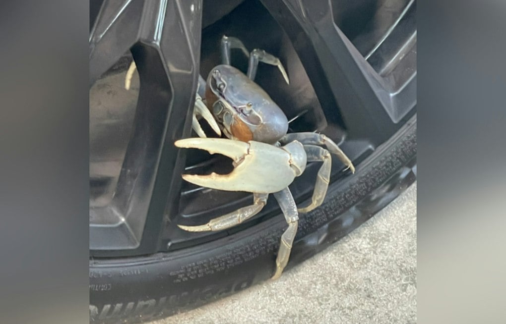 Blue Land Crabs Multiply Along NC's Crystal Coast, Baffling Wildlife Officials