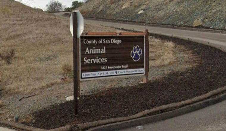 Bonita Dog Freed From Cactus Patch After Days Without Food or Water