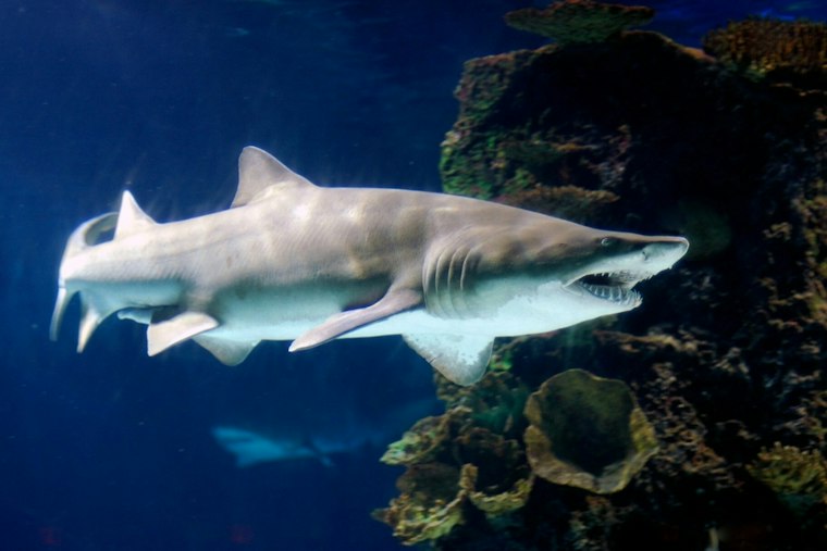 Boston Harbor Becomes Surprise Nursery for Endangered Sand Tiger Sharks