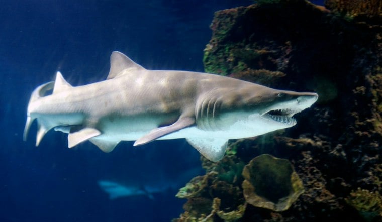 Boston Harbor Becomes Surprise Nursery for Endangered Sand Tiger Sharks
