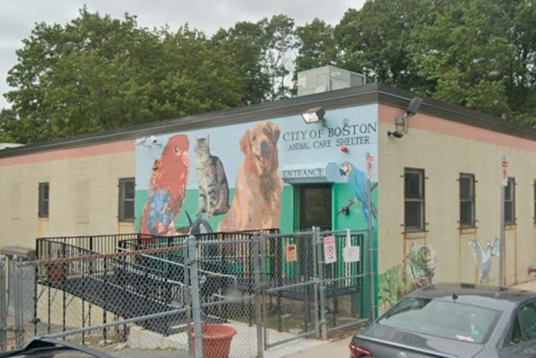 Boston Man Charged After Dead Pit Bull Found in Feces-Covered Cage