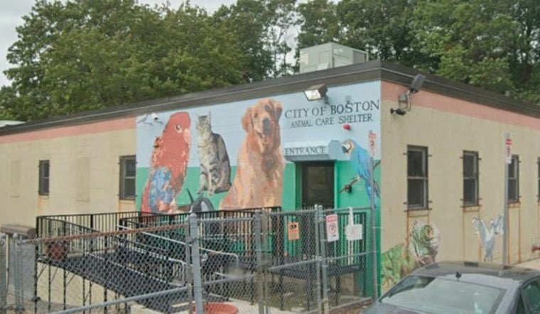 Boston Man Charged After Dead Pit Bull Found in Feces-Covered Cage