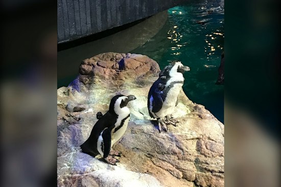 Boston's Oldest Penguin, 29, Gets Acupuncture to Keep Up With the Young Flock