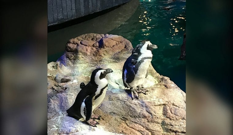 Boston's Oldest Penguin, 29, Gets Acupuncture to Keep Up With the Young Flock