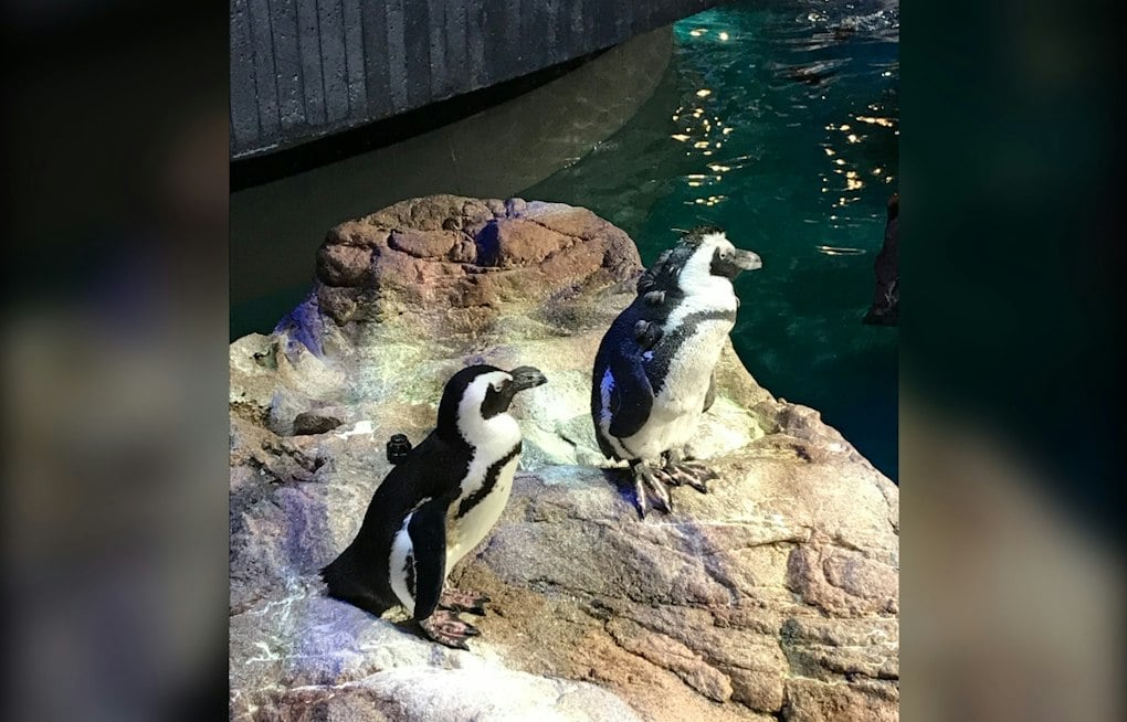 Boston's Oldest Penguin, 29, Gets Acupuncture to Keep Up With the Young Flock