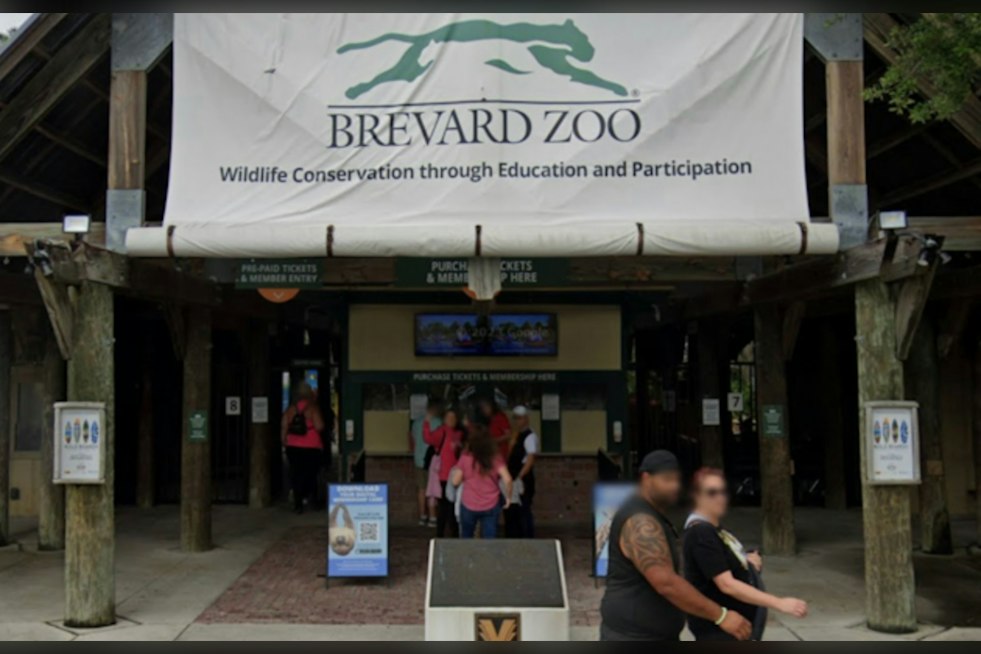 Brevard Zoo Shares Ultrasound as Two Masai Giraffes Near Due Dates