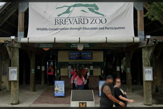 Brevard Zoo Shares Ultrasound as Two Masai Giraffes Near Due Dates
