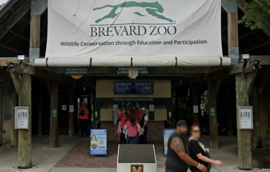 Brevard Zoo Shares Ultrasound as Two Masai Giraffes Near Due Dates