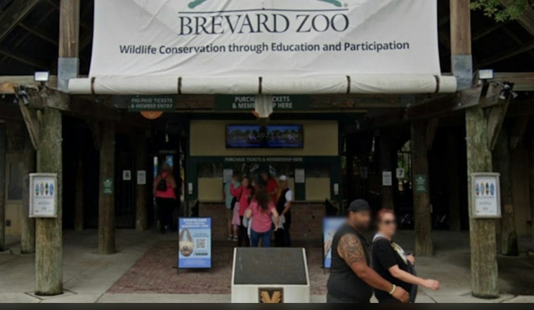 Brevard Zoo Shares Ultrasound as Two Masai Giraffes Near Due Dates