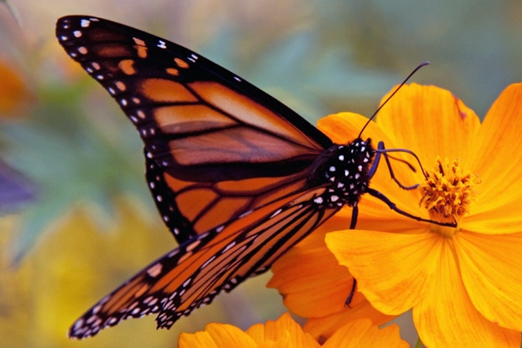 Brunswick Kids Send Tagged Monarchs Toward a 2,000-Mile Flight to Mexico