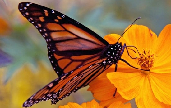Brunswick Kids Send Tagged Monarchs Toward a 2,000-Mile Flight to Mexico