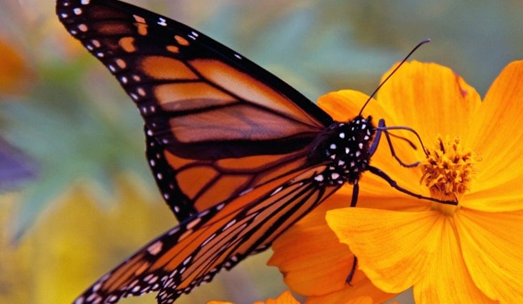 Brunswick Kids Send Tagged Monarchs Toward a 2,000-Mile Flight to Mexico