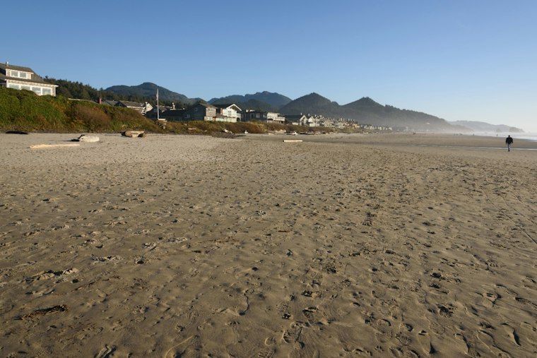 Bull Elk Crashes Cannon Beach Wedding, Strolls Right Up to the Reception Tent