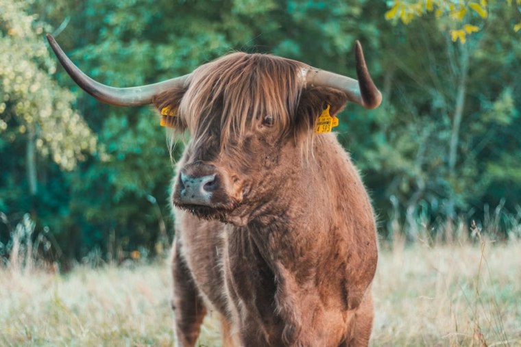 Bull Shot Dead After Trampling Woman on US-131 Near Grand Rapids