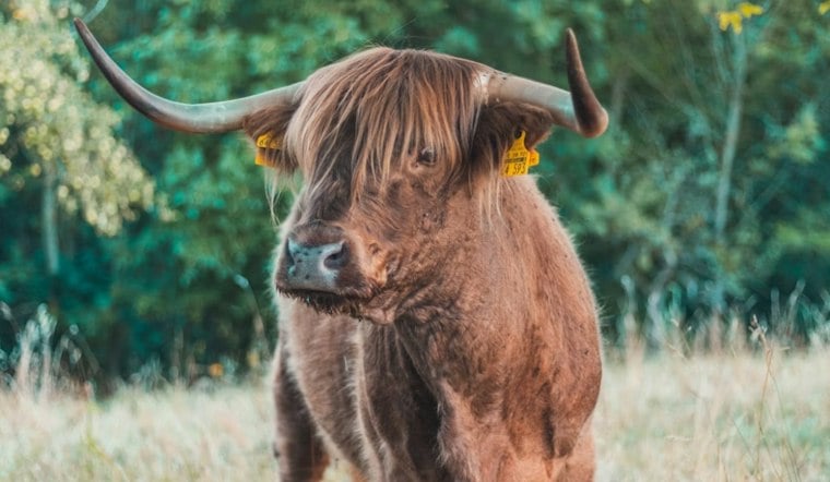 Bull Shot Dead After Trampling Woman on US-131 Near Grand Rapids