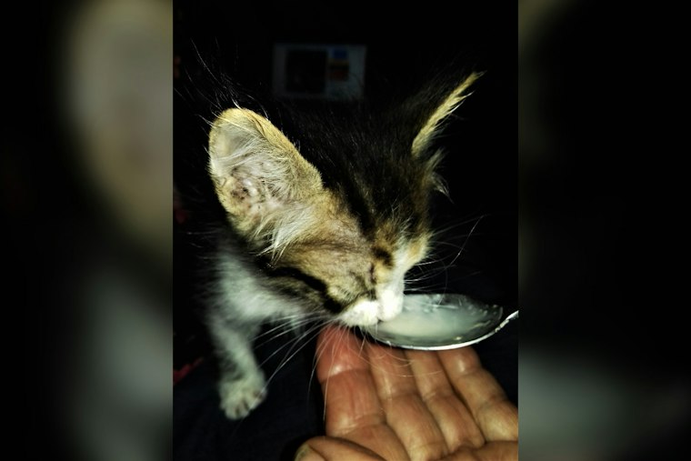 Camarillo Kitten Trapped Inside TV Cabinet, Firefighters Pull Off Rescue